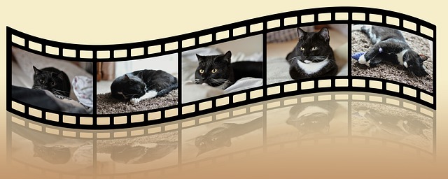 Ehrenamtlich Katzenstreichler Ehrenamtlich